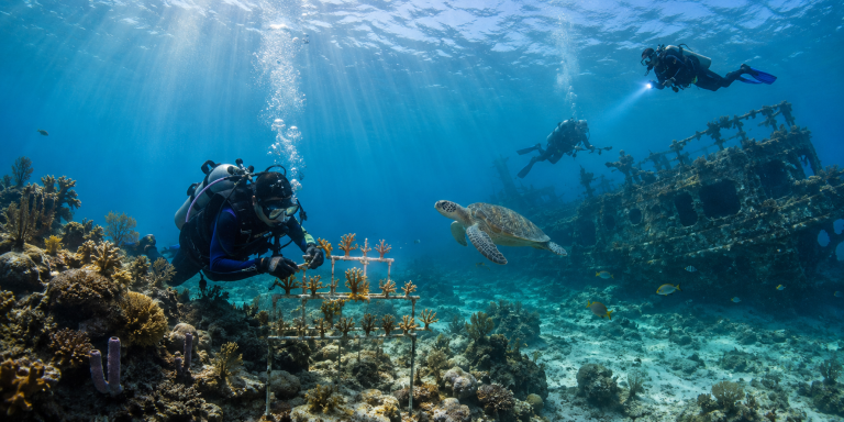 Scuba divers restoring coral near a shipwreck and sea turtle in Barbados waters